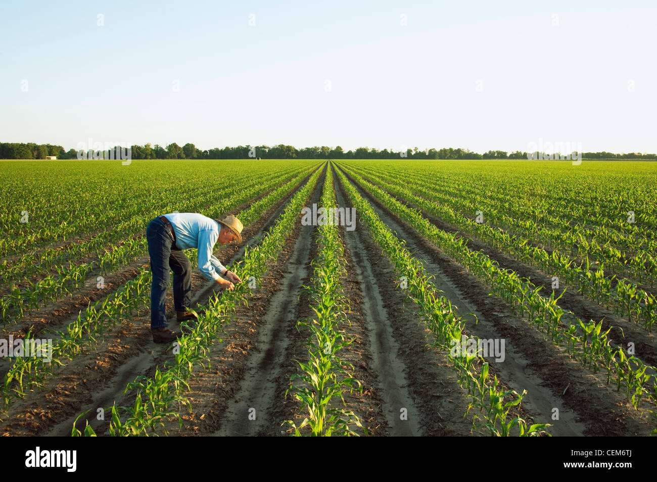Grower examining corn hi-res stock photography and images - Alamy