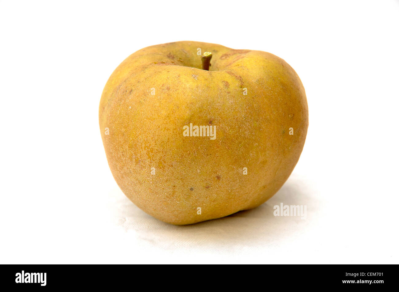 Russet apple (Malus domestica). Stock Photo