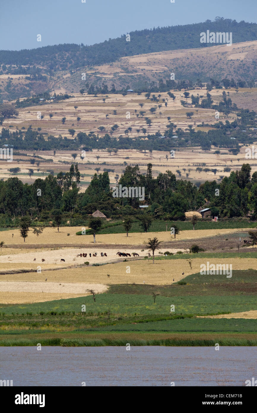 Landscape from across Lake Beseka. Ethiopia. From water's edge, green vegetables, cattle gleaning cereal fields up hillside with forestry on skyline Stock Photo