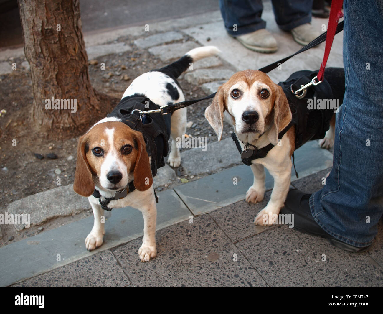 Beagle leash sales