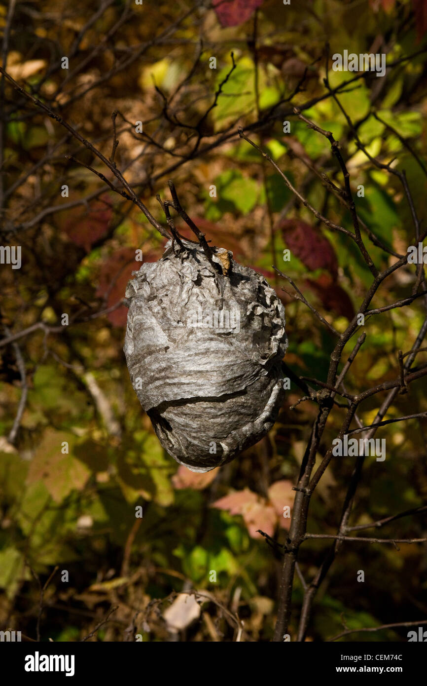 Bald Faced Hornet Nest Stock Photo Alamy