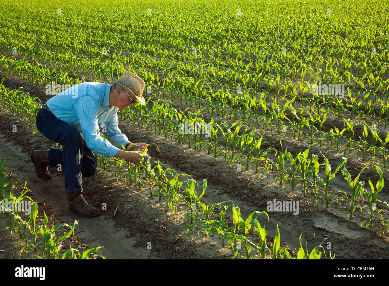 Agriculture - A farmer (grower) examines early growth grain corn plants ...