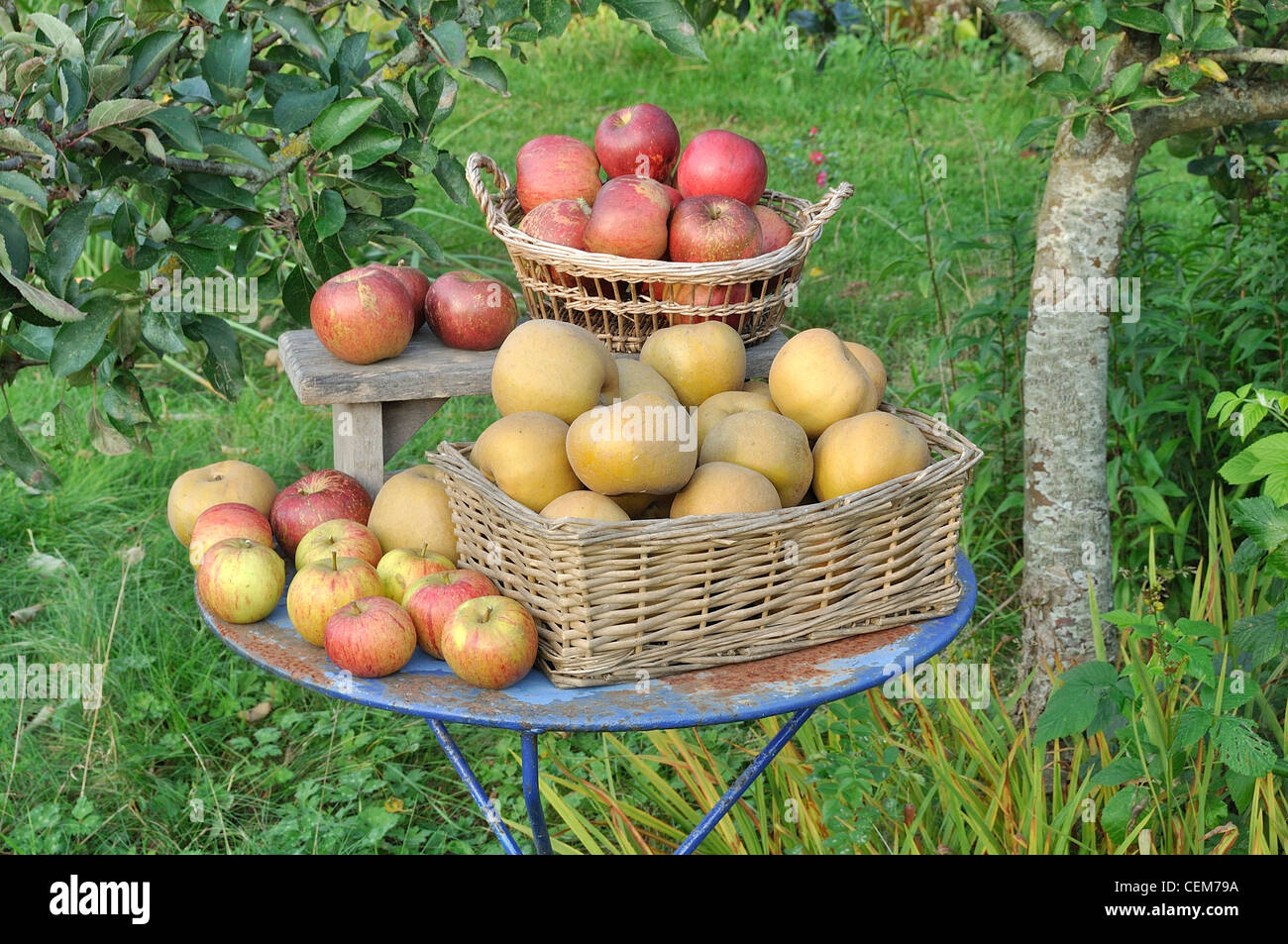 Apples of the garden : Russet apples and Melrose apples (Malus domestica). Stock Photo