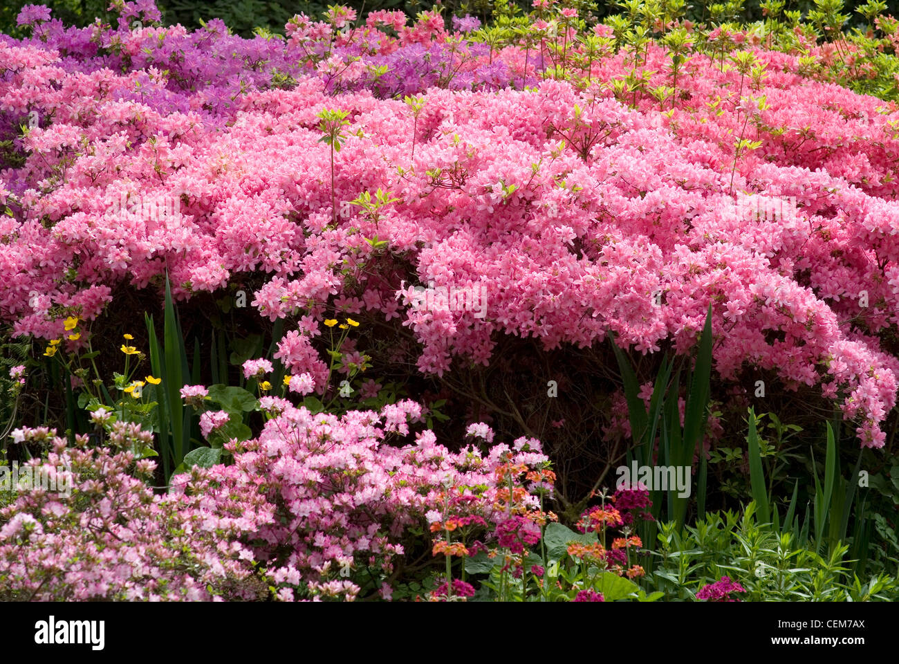 Spring time in the isabella plantation, Richmond park UK Stock Photo