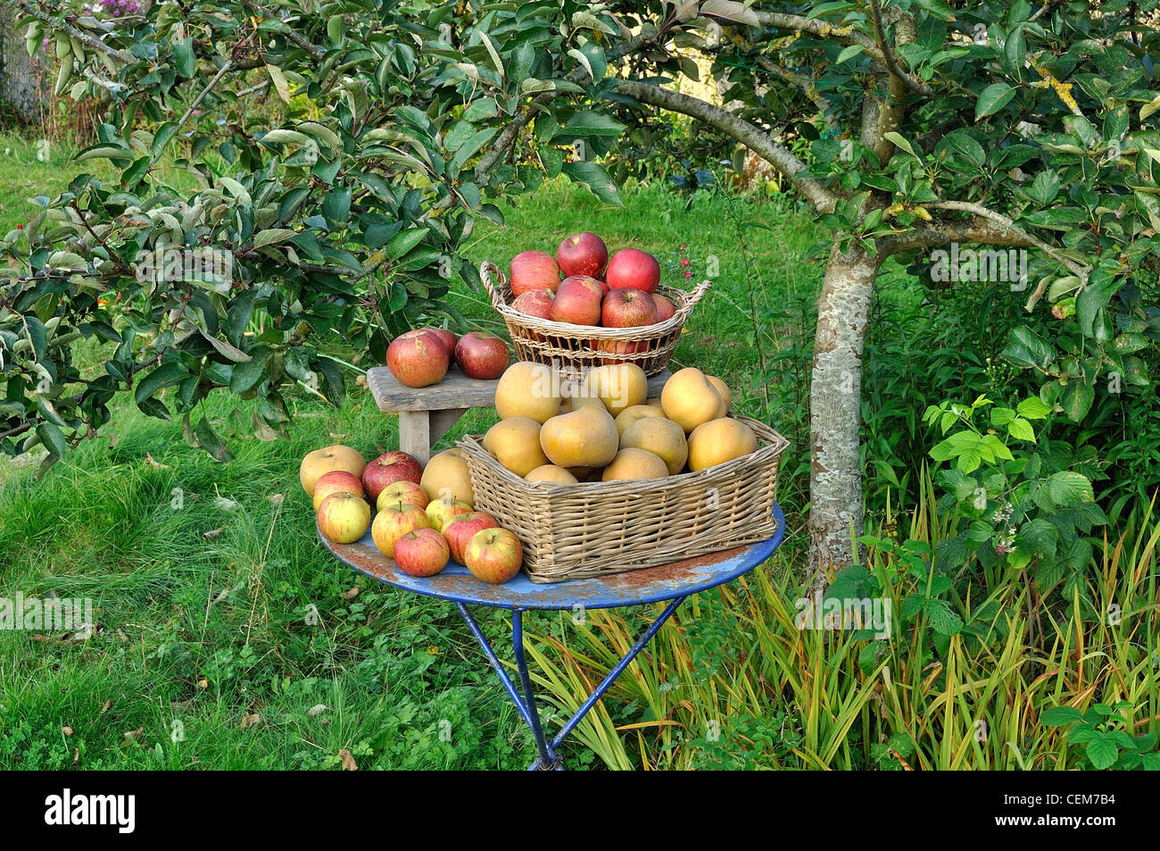 Harvest of apples :Melrose and Reinete Grise du Canada  (Suzanne 's garden, Le Pas, Mayenne, Pays de la Loire, France). Stock Photo