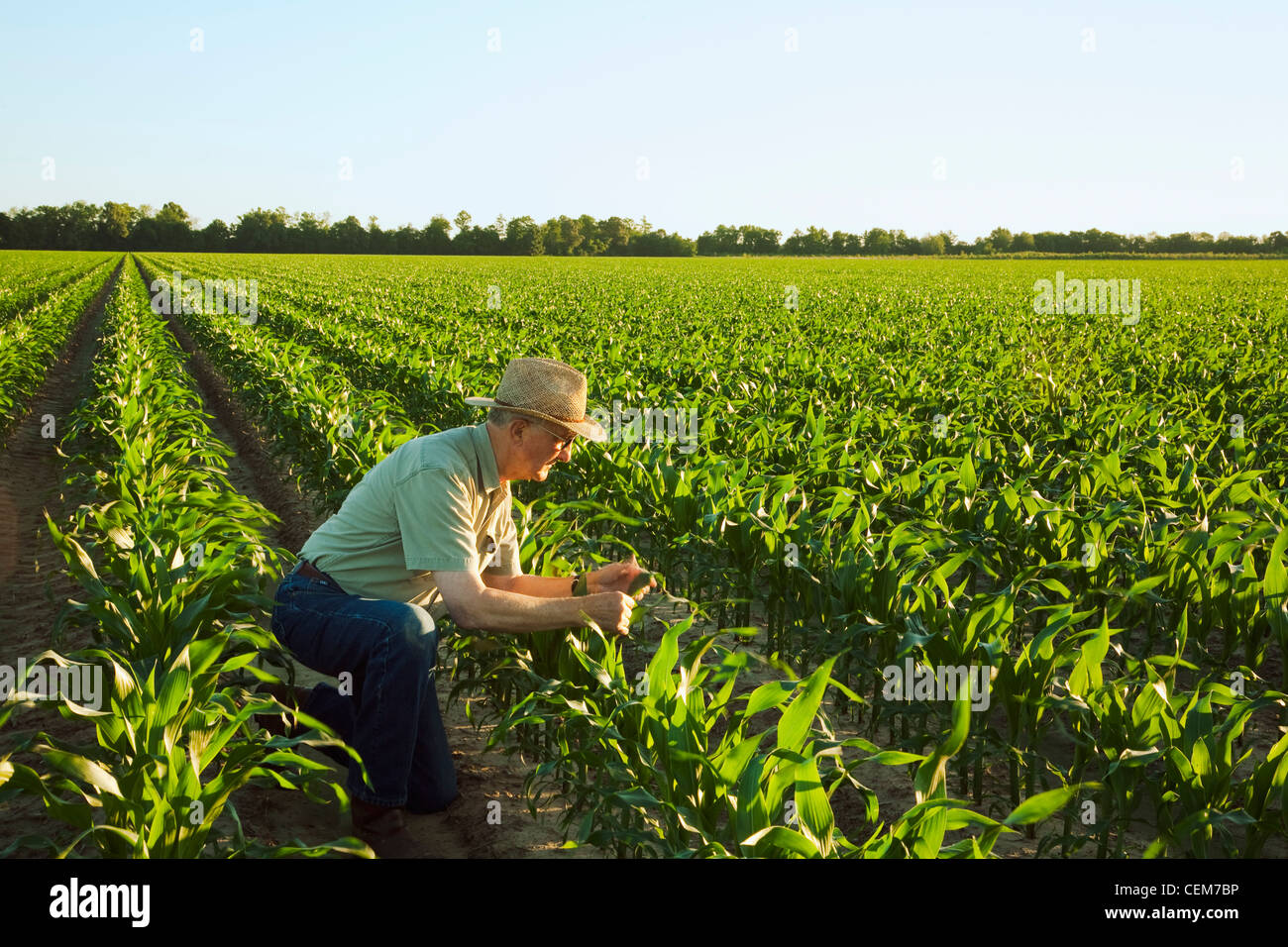 Grower examining corn hi-res stock photography and images - Alamy