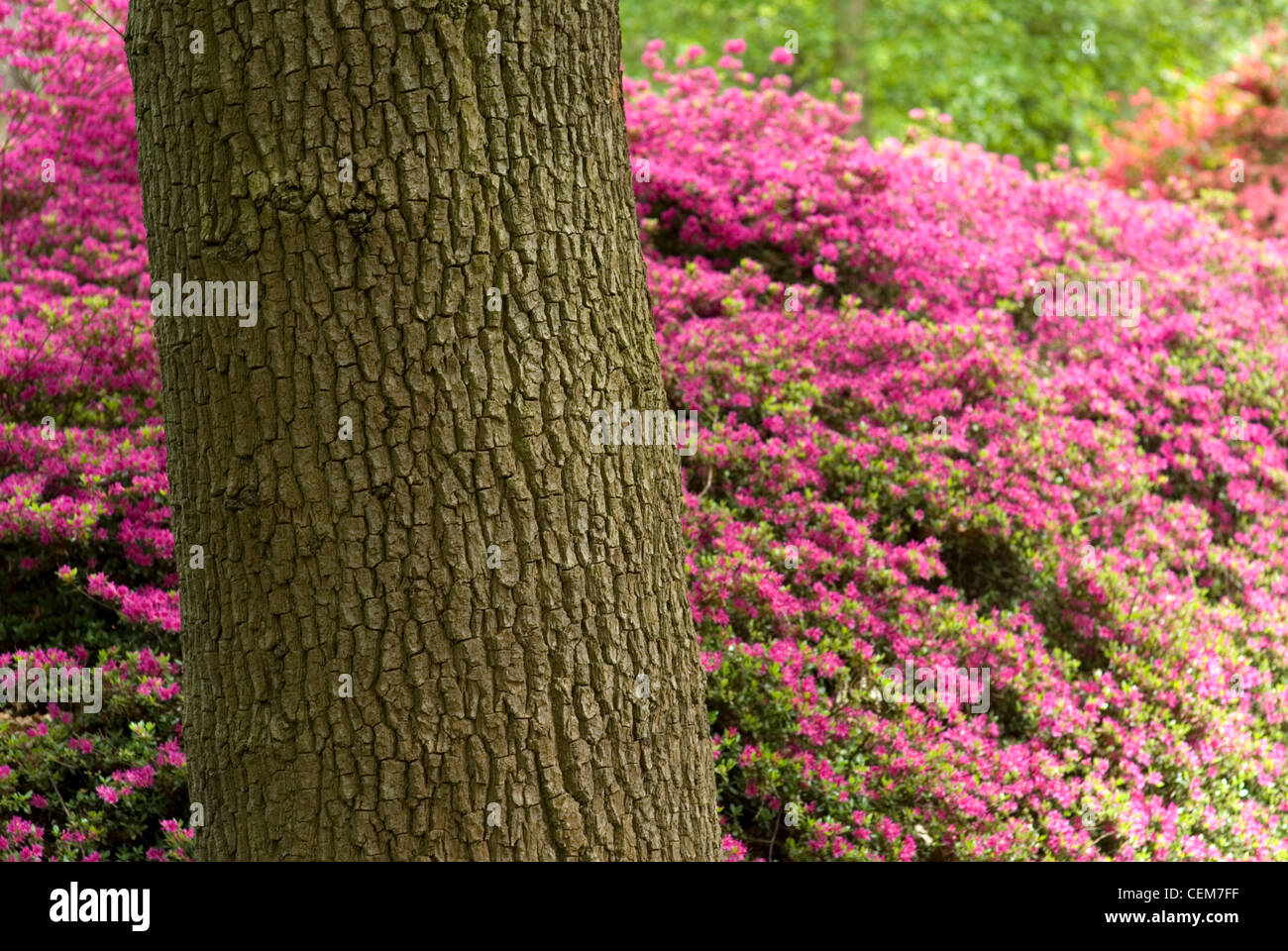 Spring time in the isabella plantation, Richmond park UK Stock Photo
