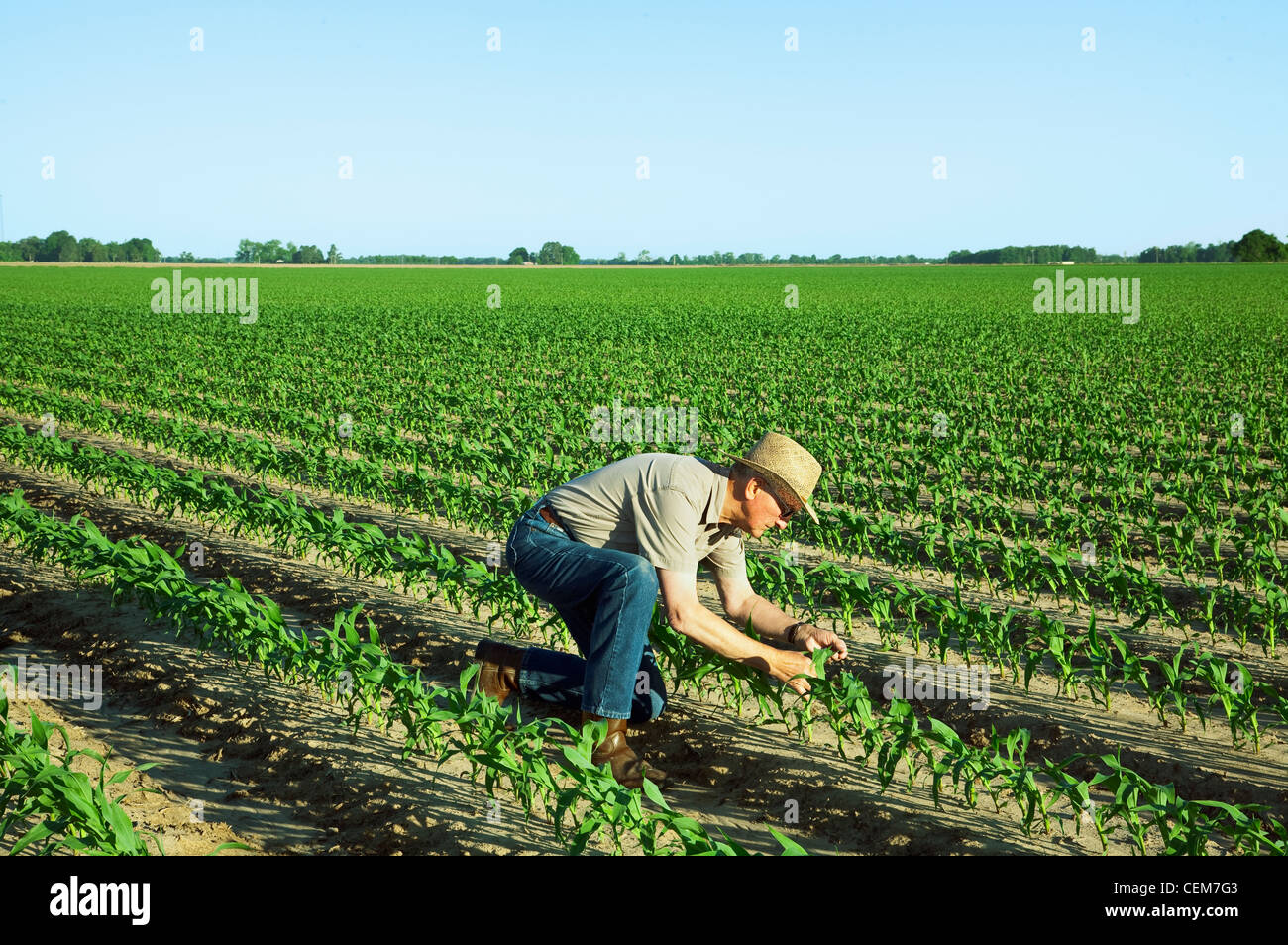 Agriculture - A farmer (grower) examines early growth grain corn plants at the 6 leaf stage / near England, Arkansas, USA. Stock Photo