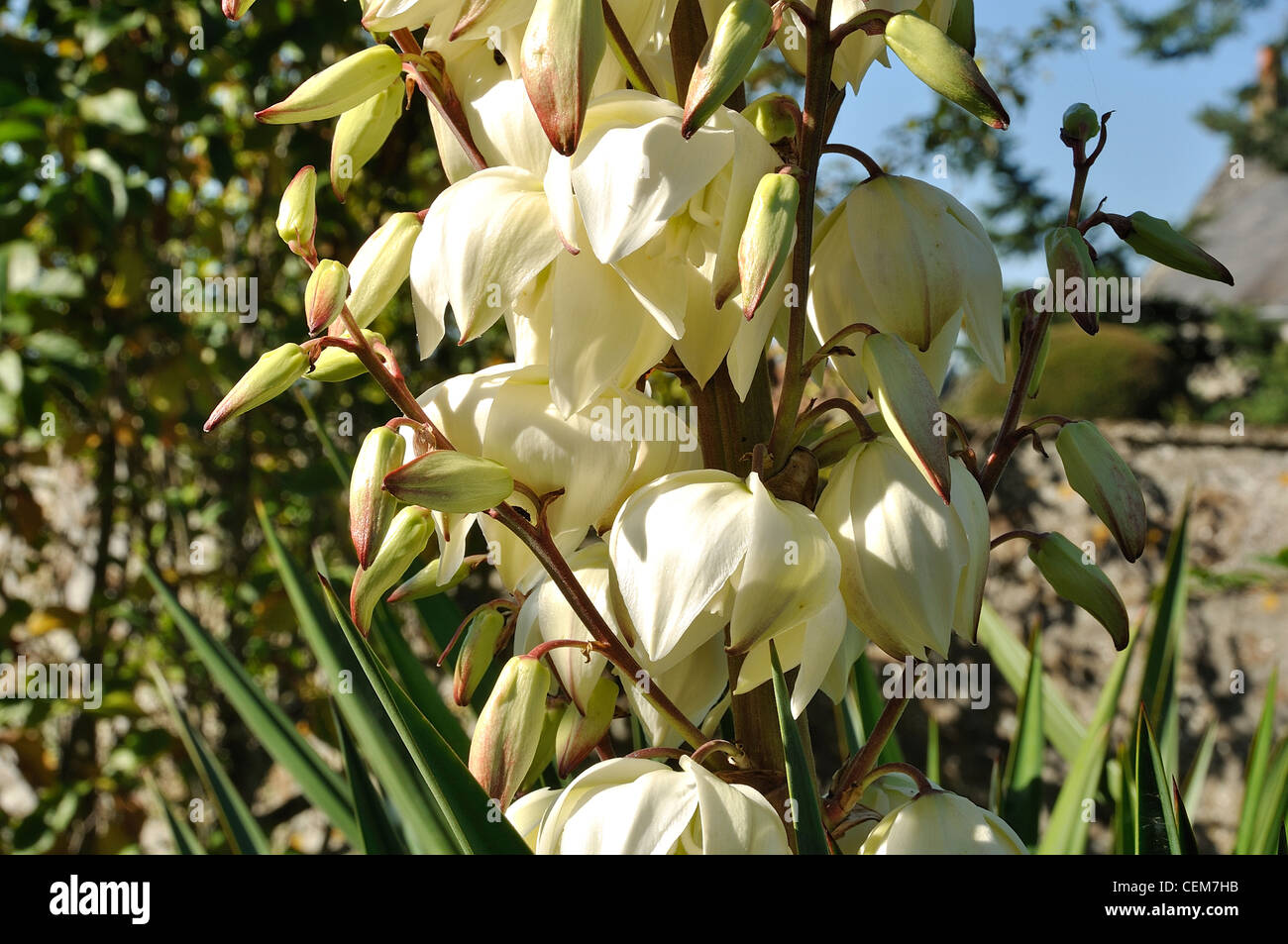 Yucca gloriosa 'Variegata' in bloom. Stock Photo