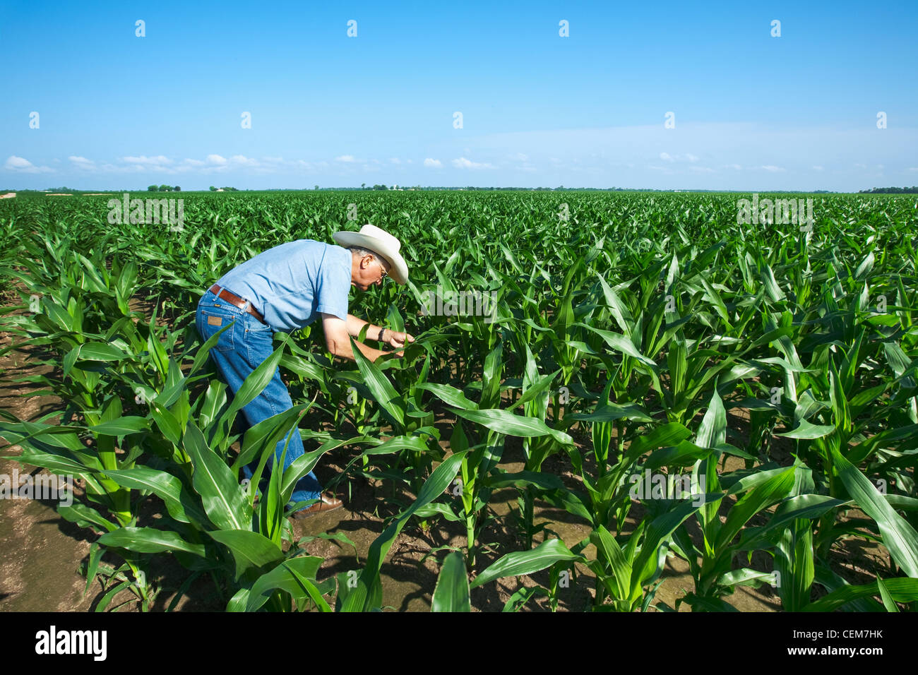 Agriculture - A farmer (grower) examines mid growth corn plants for insect pests and growth progress / near England, Arkansas. Stock Photo
