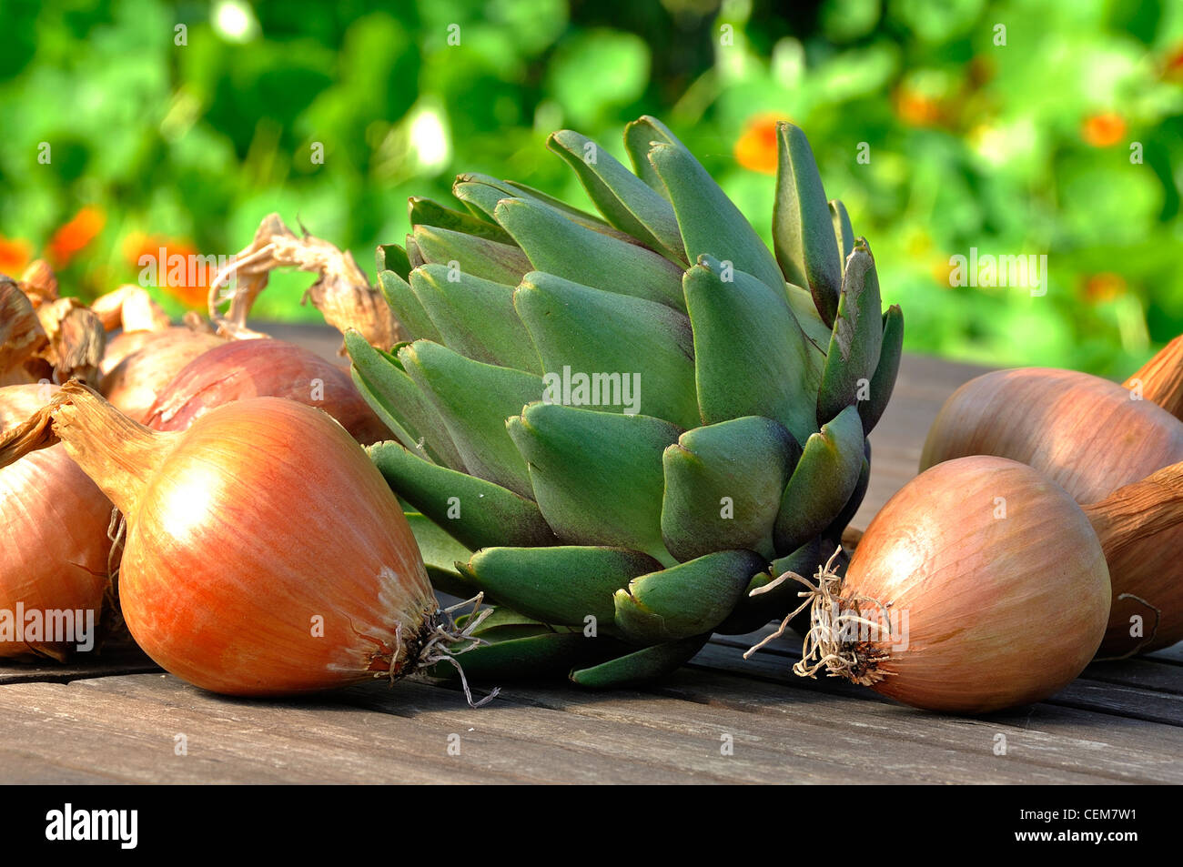 Onions 'Mulhouse' (Allium cepa) and Artichoke (Cynara scolymus) on the garden table. Stock Photo
