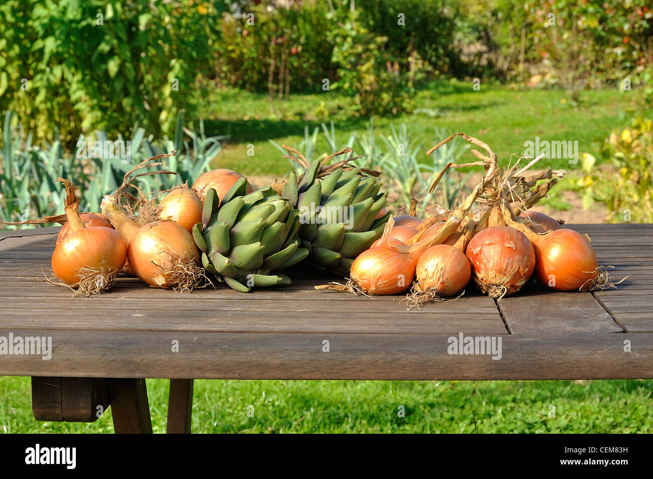 Onions 'Mulhouse' (Allium cepa) and Artichokes (Cynara scolymus) on the garden table. Stock Photo