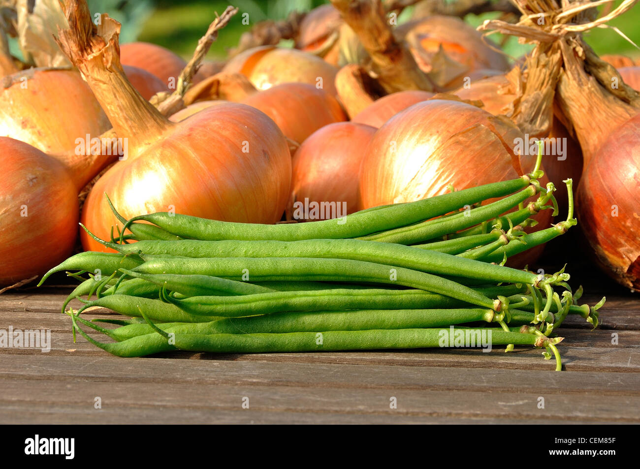 Onions 'Mulhouse' (Allium cepa) with dwarf beans (Phaseolus vulgaris) on the garden table. Stock Photo