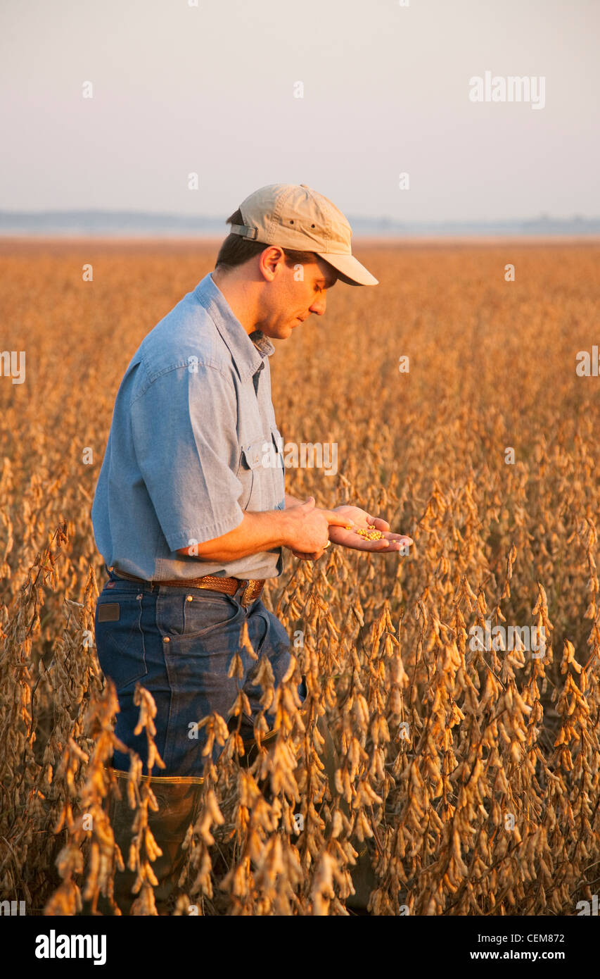 Agriculture - A farmer (grower) inspects his mature harvest ready crop of soybeans in early morning light / Arkansas, USA. Stock Photo