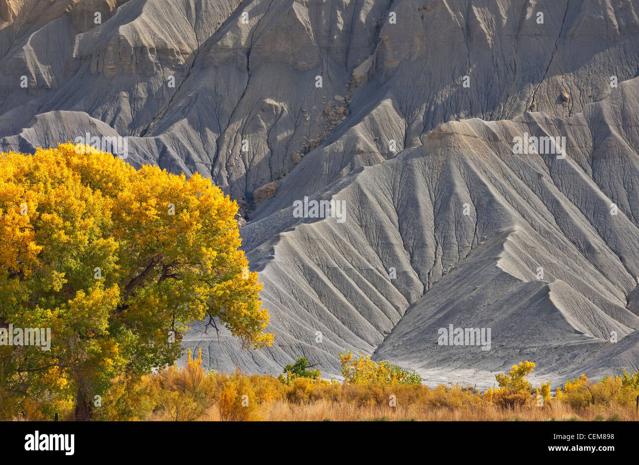 Golden cottonwood tree and grey cliffs of Mancos Shale at South Caineville Mesa, along Highway 24 west of Hanksville, Utah, USA Stock Photo