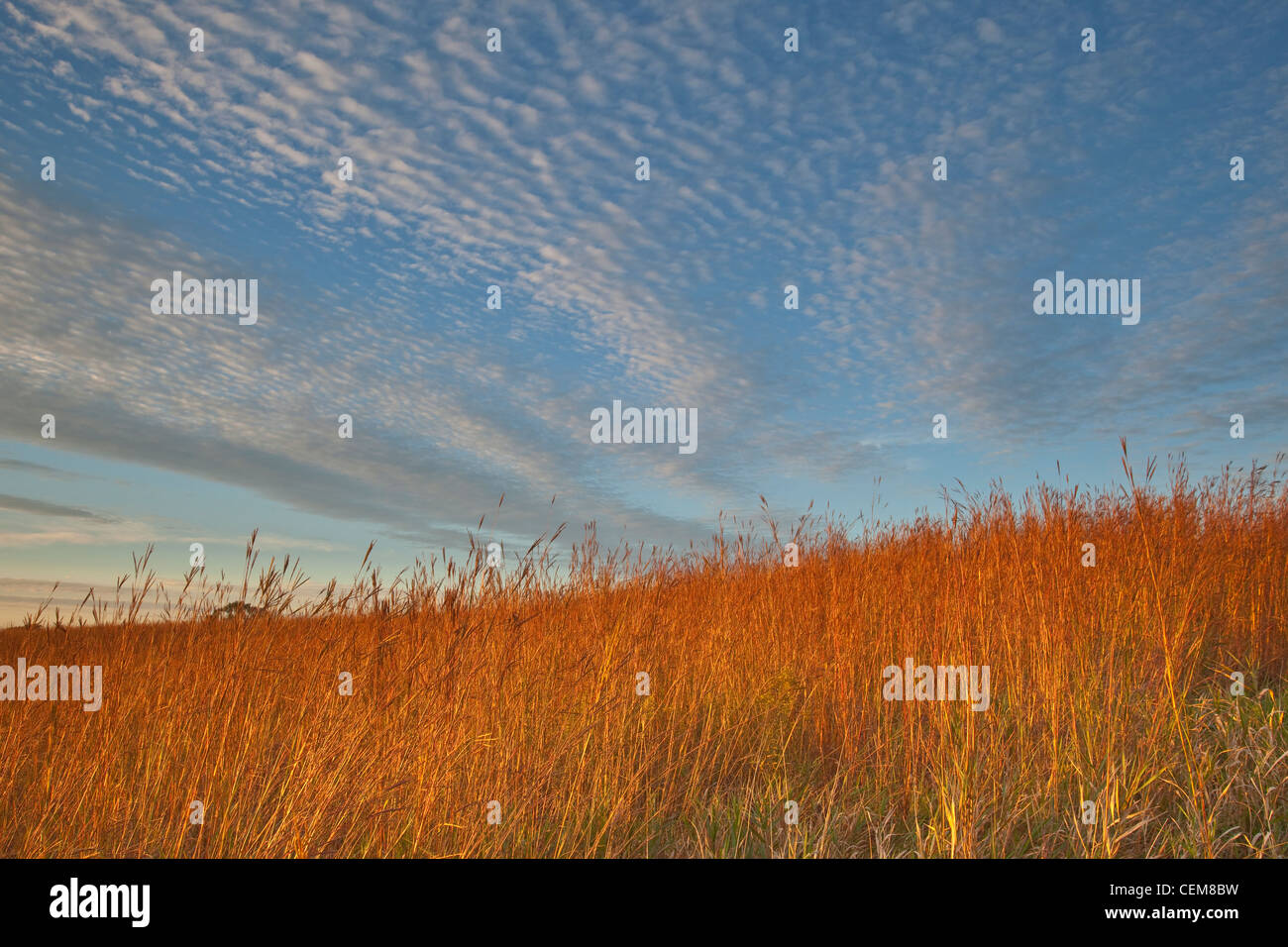 Tallgrass prairie at Mount St. Francis, a prairie restoration project at, Dubuque, Iowa, USA Stock Photo