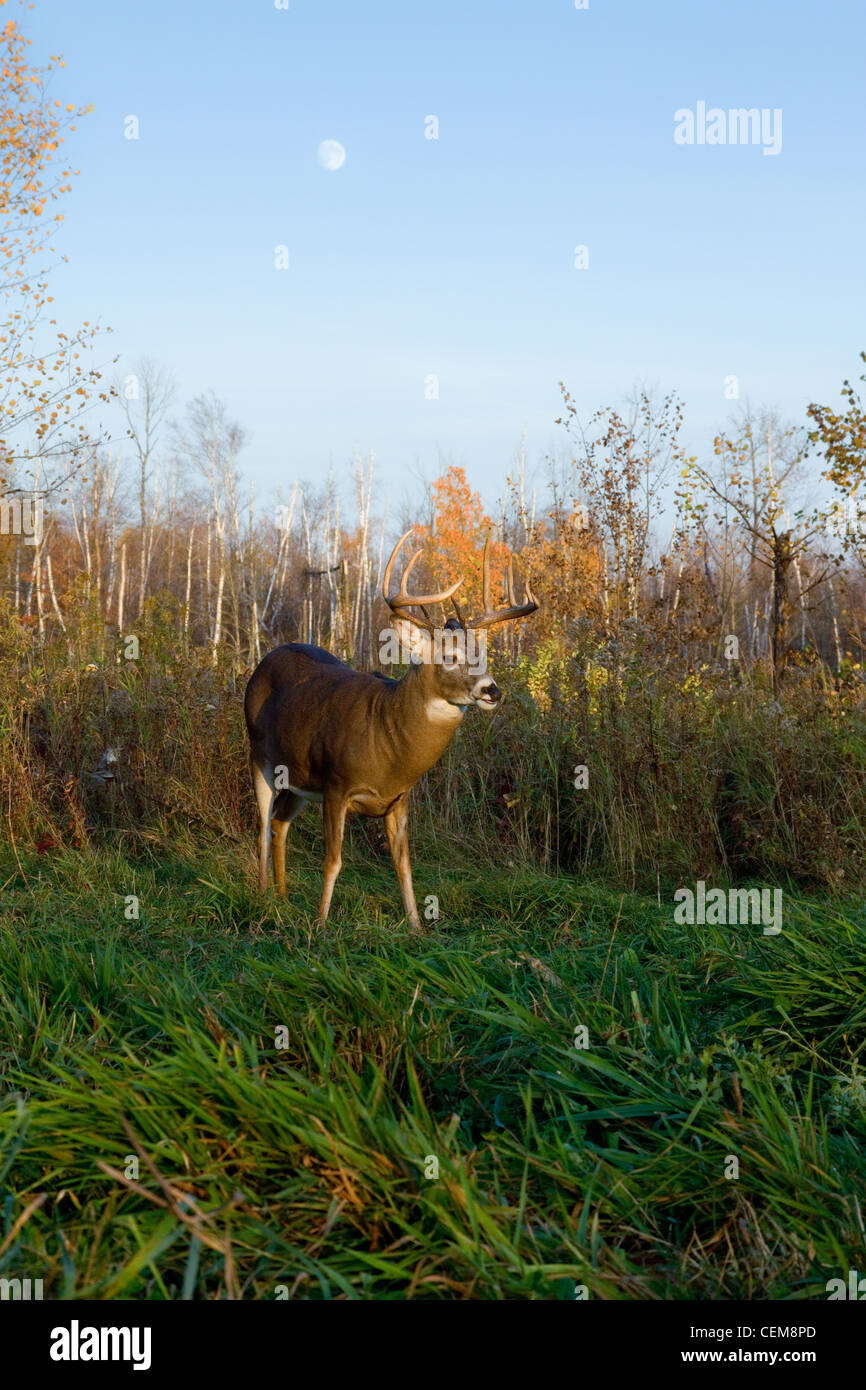 White-tailed buck and the moon Stock Photo