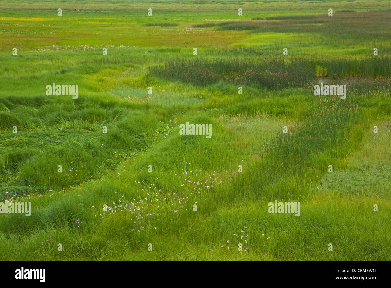 Wet meadow vegetation at Mormon Lake near Dairy Springs, in Coconino National Forest, south of Flagstaff, Arizona, USA Stock Photo