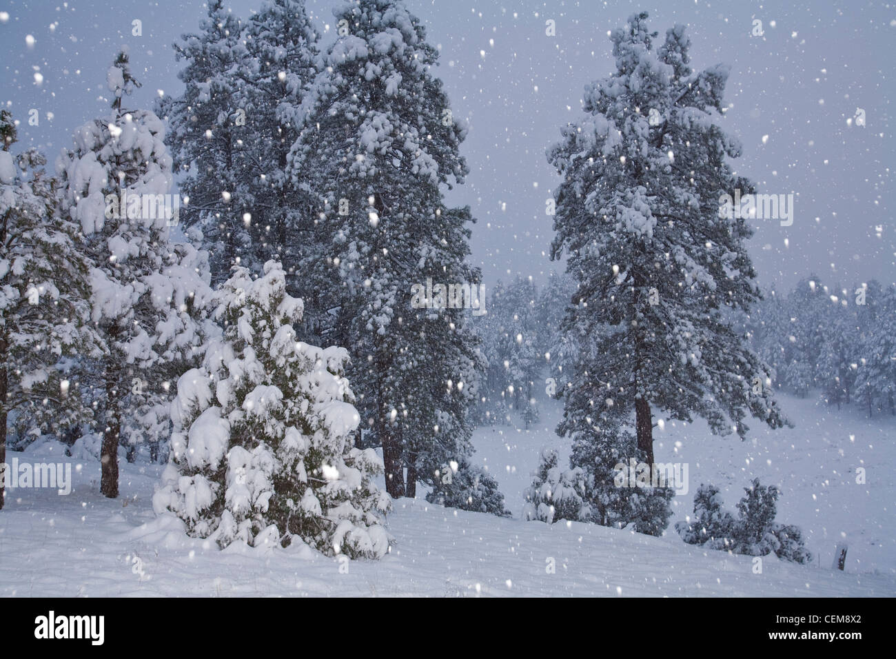 Snowstorm with flash on falling snowflakes in ponderosa pine forest
