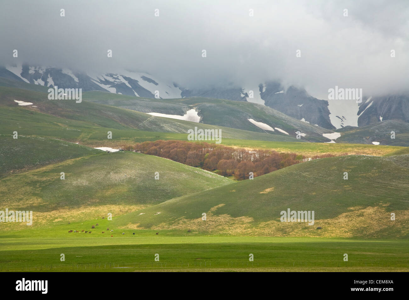 Snowy mountainsides and green meadows with horses, Pian Grande near Castelluccio, Monti Sibillini National Park, Umbria, Italy Stock Photo