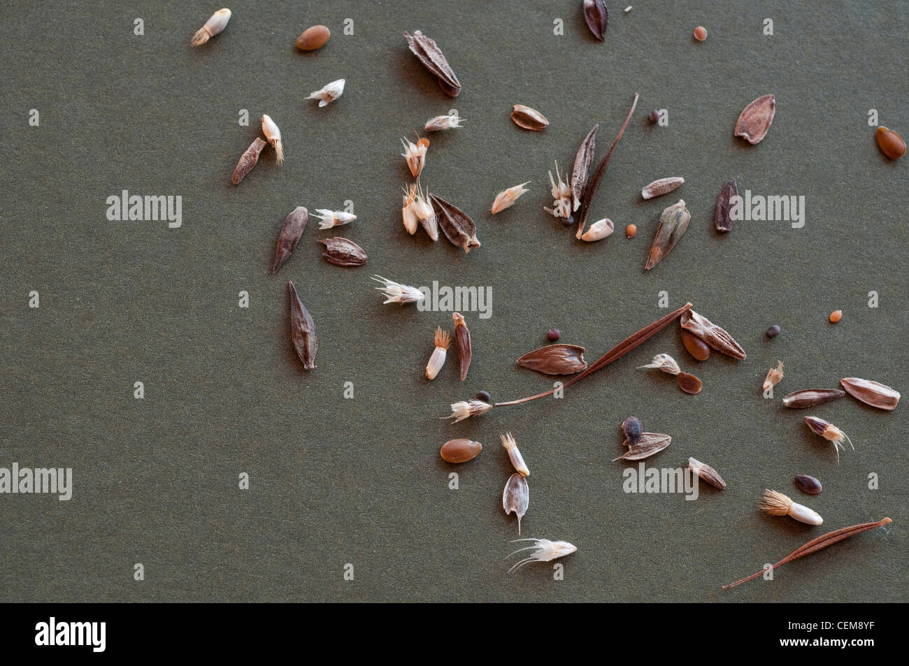 Scattered wildflower seeds ready to be sown in Spring Stock Photo Alamy