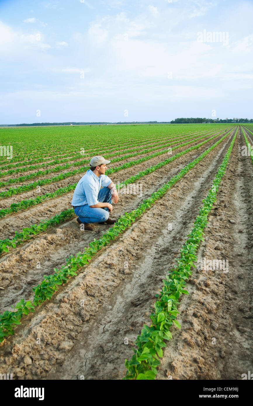 A farmer (grower) squatting down and looking out across his field inspecting his early growth crop of soybeans /  Arkansas, USA. Stock Photo