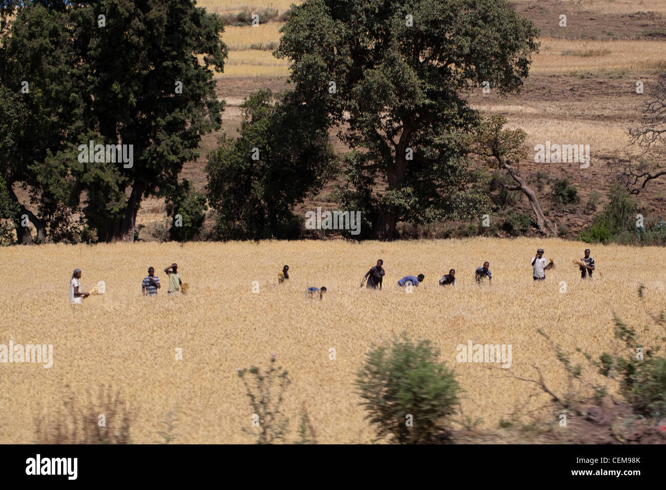 Men working as a team, cutting cereal crop across a field. Harvesting November. Ethiopia. Stock Photo