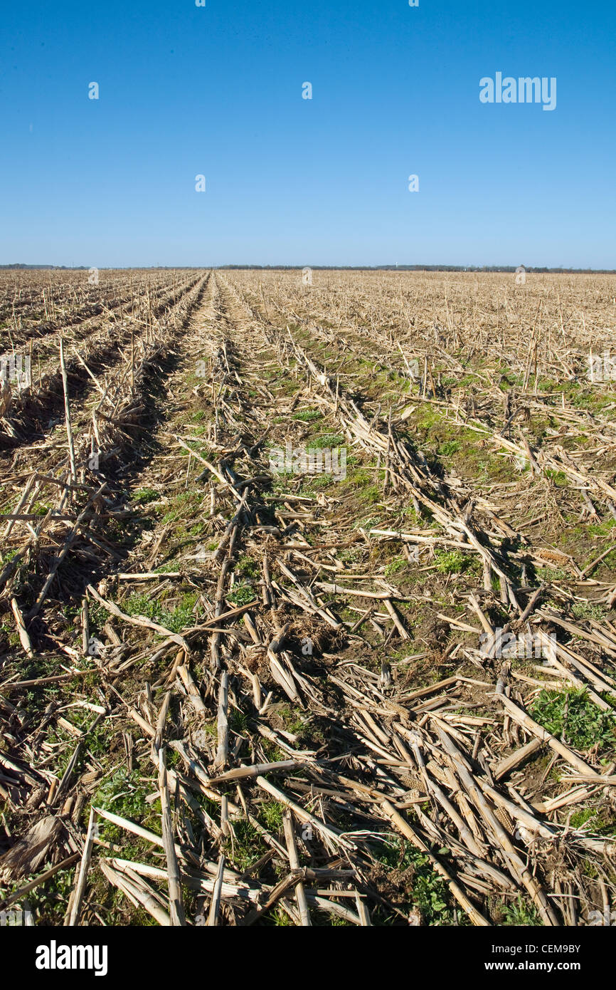 Rows Of Corn Stalks Stock Photos & Rows Of Corn Stalks Stock Images Alamy
