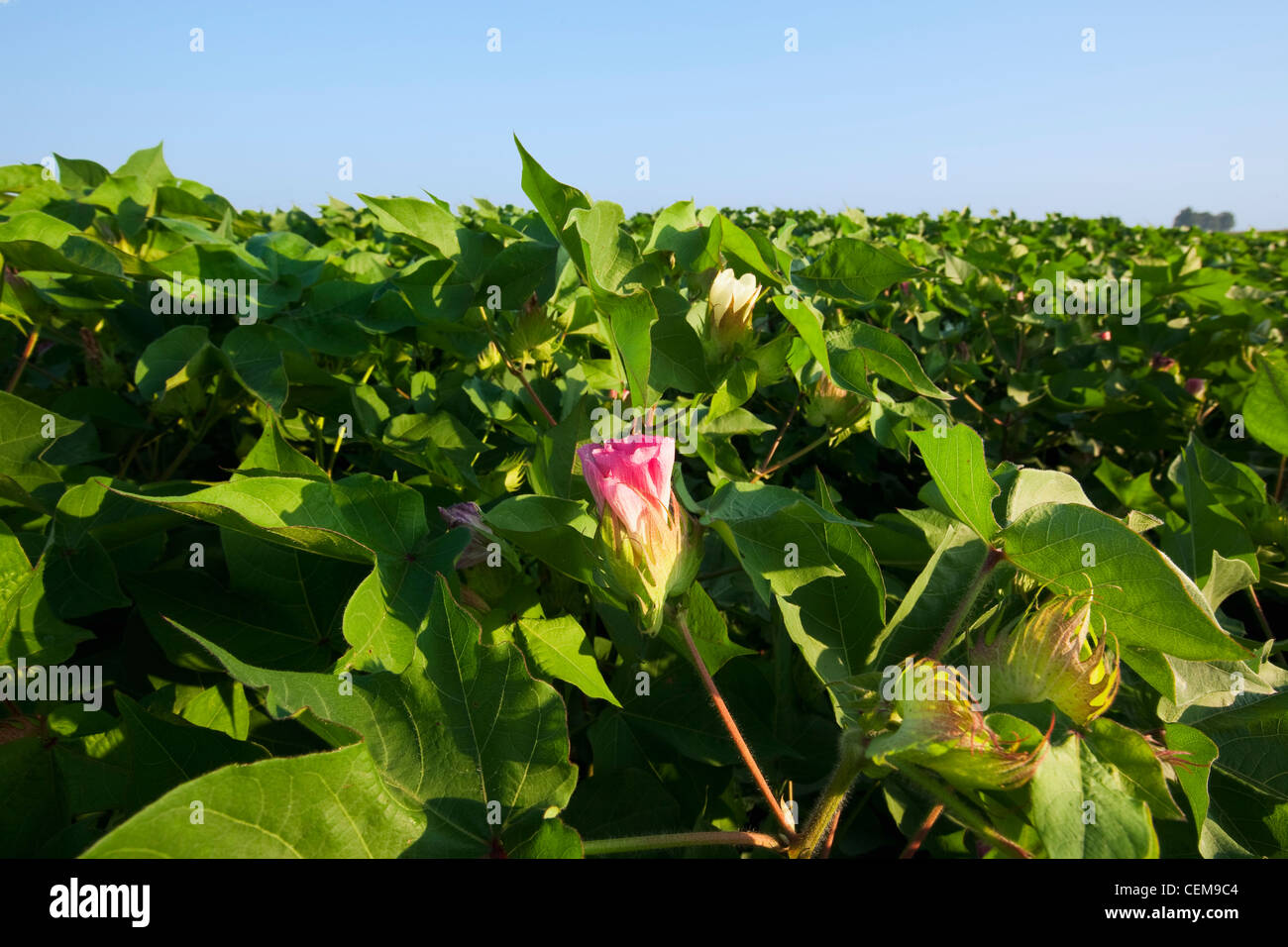 Closeup of mid growth cotton plants in advanced stage of fruit set showing pink and white blossoms and green squares / Arkansas. Stock Photo