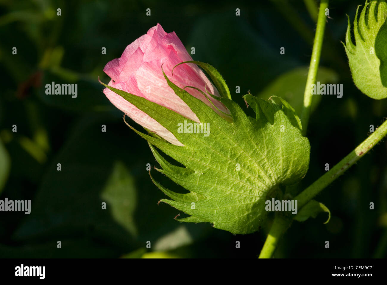 Agriculture - Closeup of a pink blossom on a mid growth cotton plant / Arkansas, USA. Stock Photo