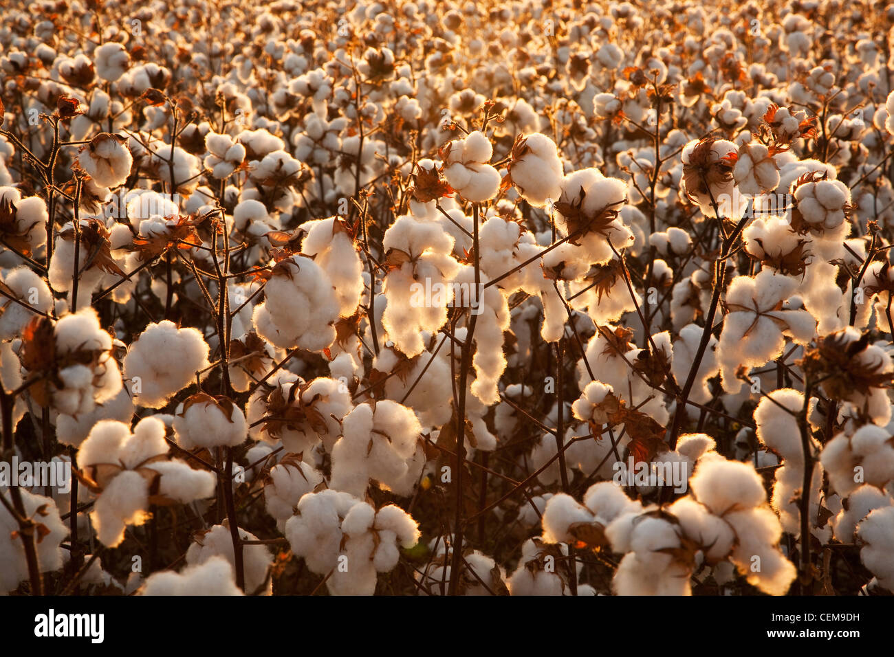 Agriculture - Mature high-yield open cotton bolls at harvest stage backlit by late afternoon sunlight / Arkansas, USA. Stock Photo