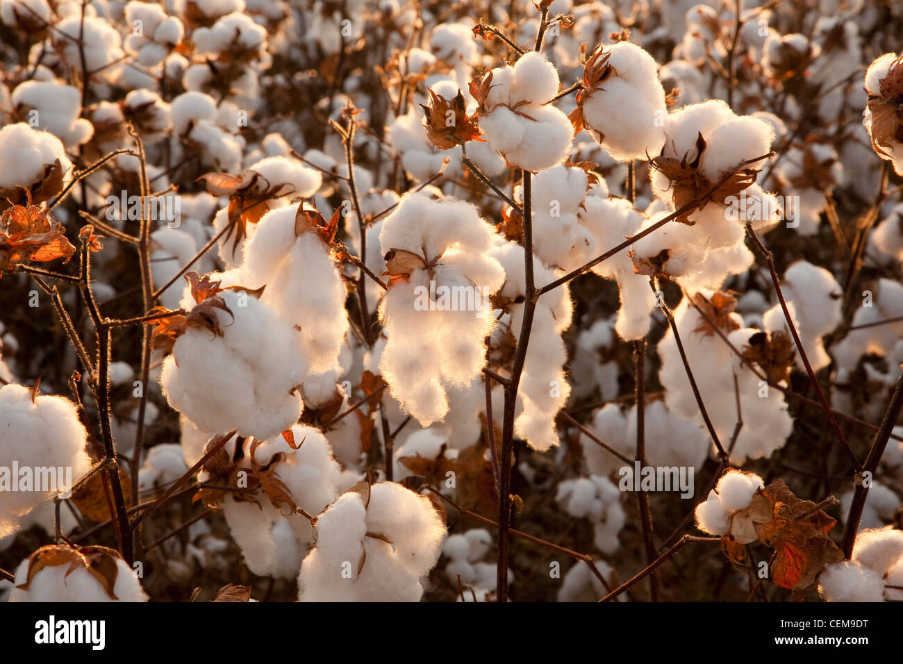 Agriculture - Closeup of mature high-yield open cotton bolls at harvest stage backlit by late afternoon sunlight / Arkansas, USA Stock Photo