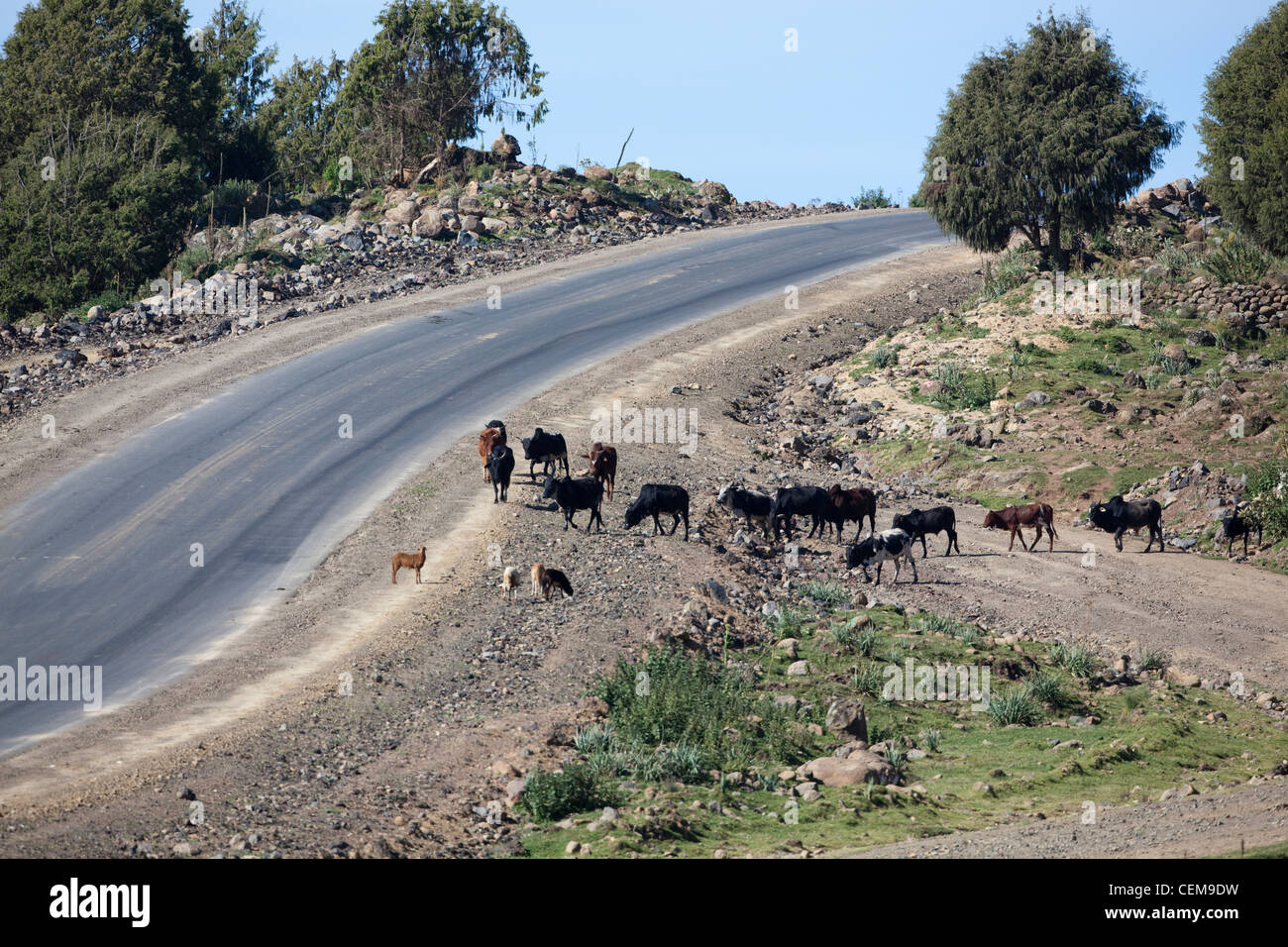 Cattle about to cross newly constructed road. Bale Mountains. Ethiopia. Free ranging but under supervision by a boy herdsman. Stock Photo