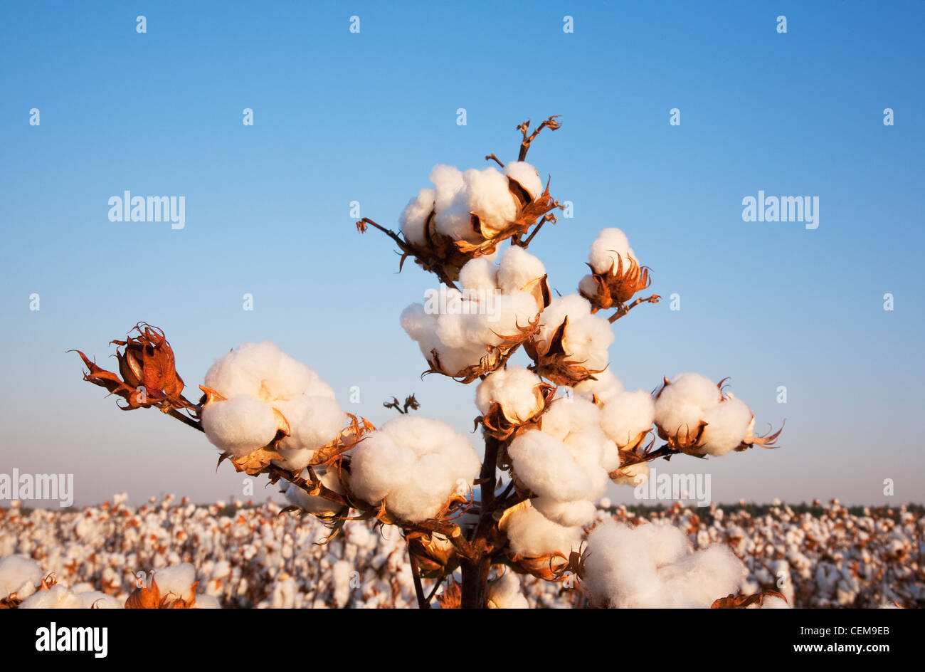 Agriculture - Cluster of open mature high-yield cotton bolls at harvest stage at the top of the plant / near England, Arkansas. Stock Photo
