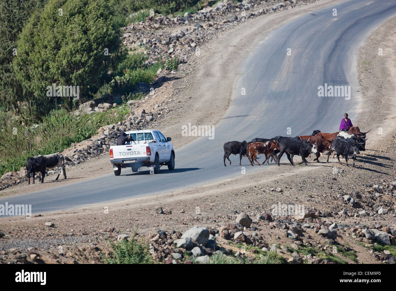 Cattle crossing a newly constructed road. Bale Mountains. Ethiopia. Free ranging but under supervision by a boy herdsman. Stock Photo