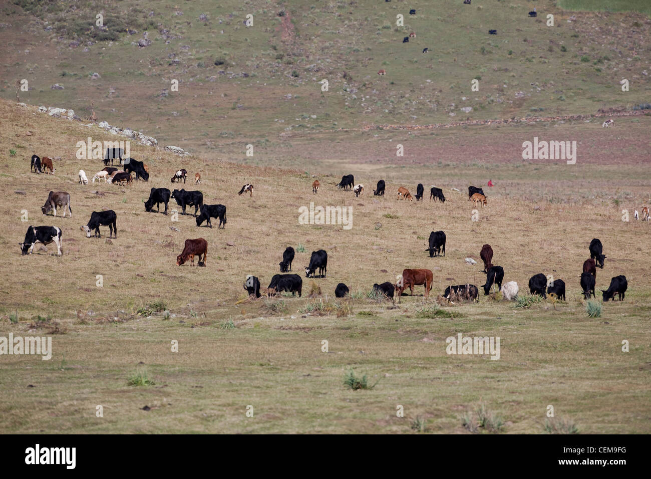 Cattle grazing. Bale Mountains. Ethiopia. Free ranging but under distant supervision by a boy herdsman. Stock Photo