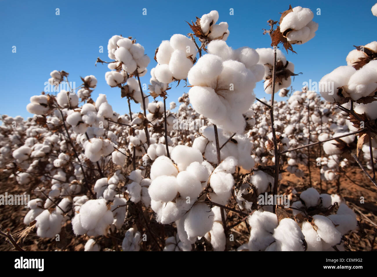 Cotton bolls hi-res stock photography and images - Alamy