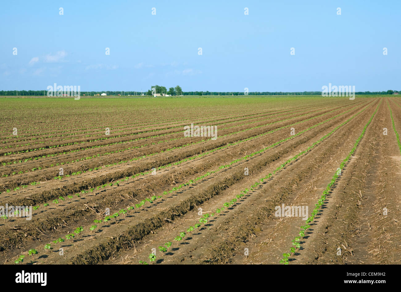 Agriculture - Rows of cotton seedlings growing in a conventionally tilled field / Arkansas, USA. Stock Photo