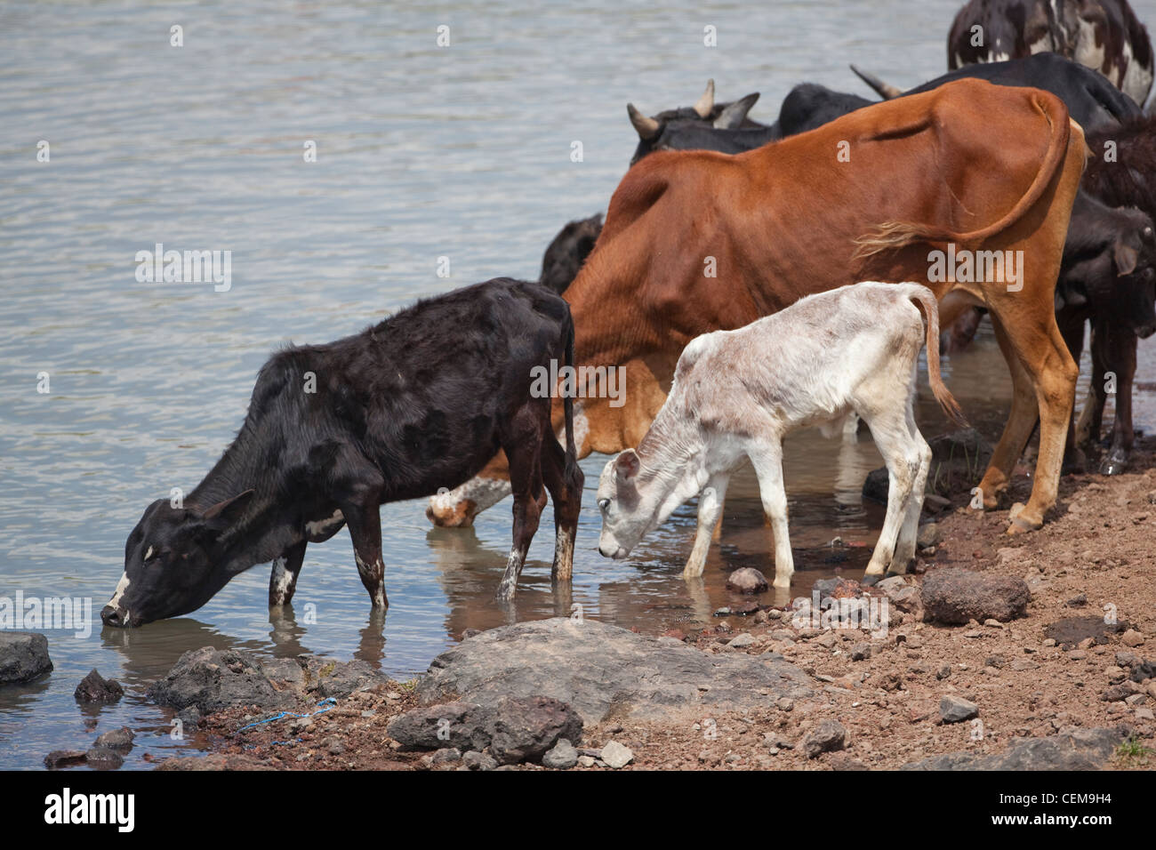 Domestic Zebu type Cattle (Bos taurus x Bos indicus). Brought to a river watering place to drink. Bale Mountains. Ethiopia. Stock Photo