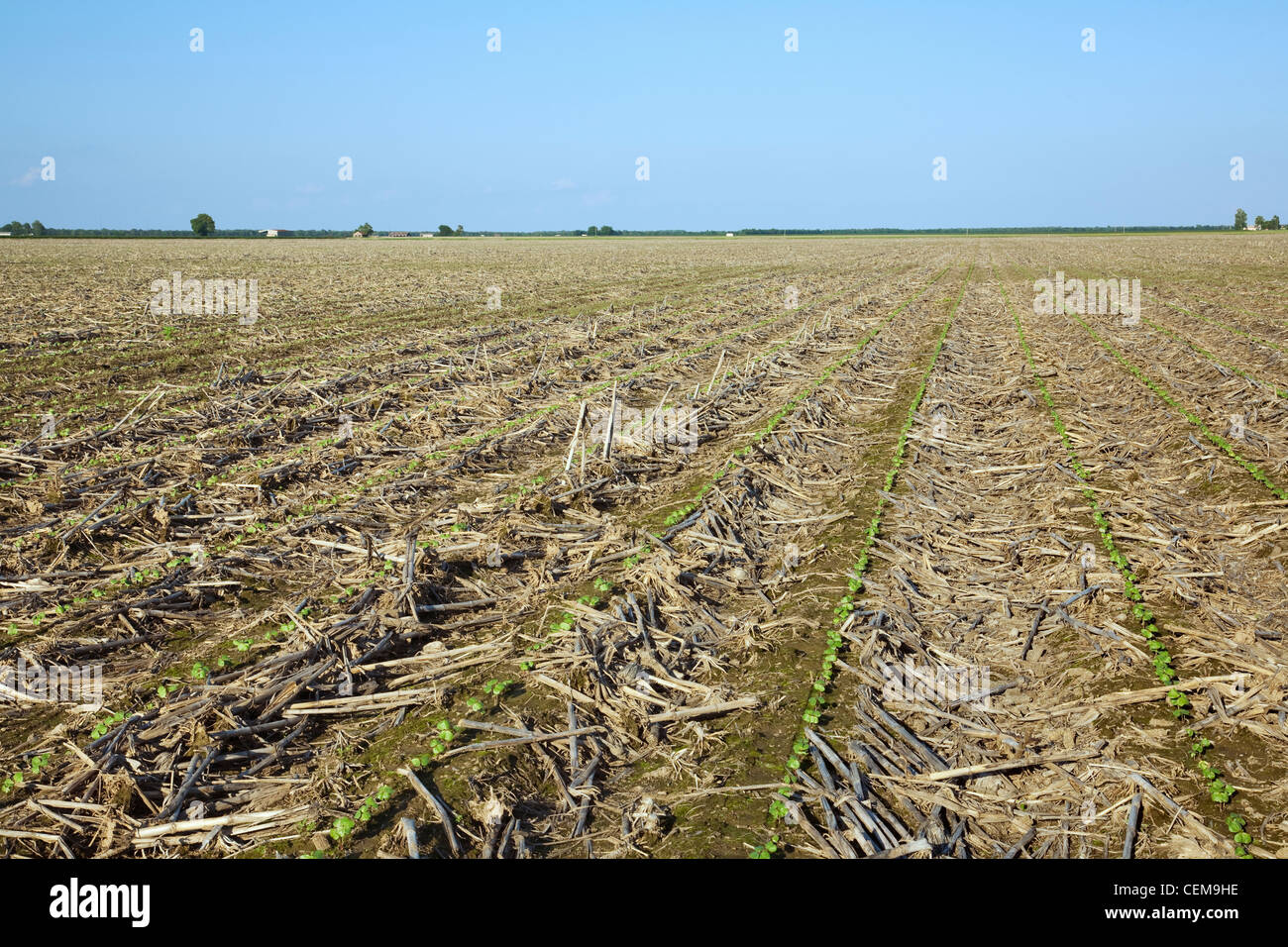 Field of cotton seedlings at the first true leaf stage, planted notill