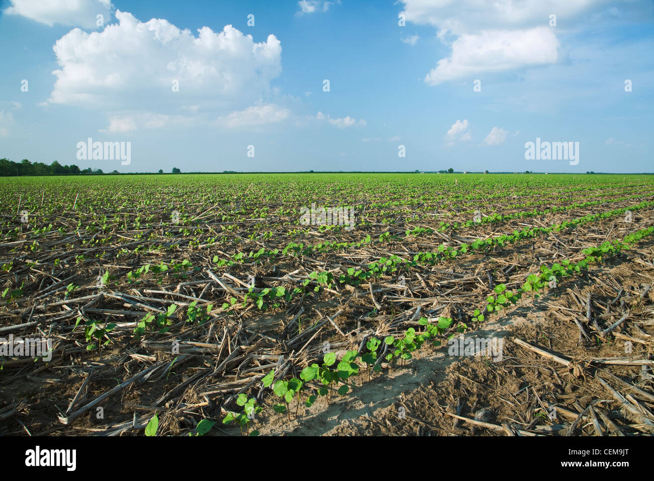 Field of cotton seedlings at the 34 true leaf stage, planted notill