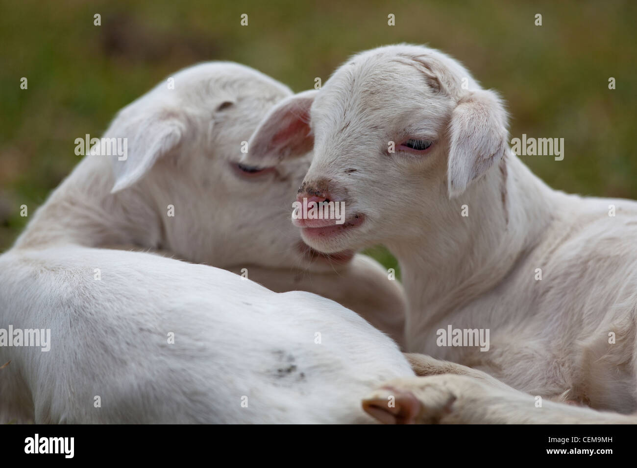 Domestic Sheep (Ovis aries). Recently born twin lambs. Bale Mountains. Ethiopia. Stock Photo