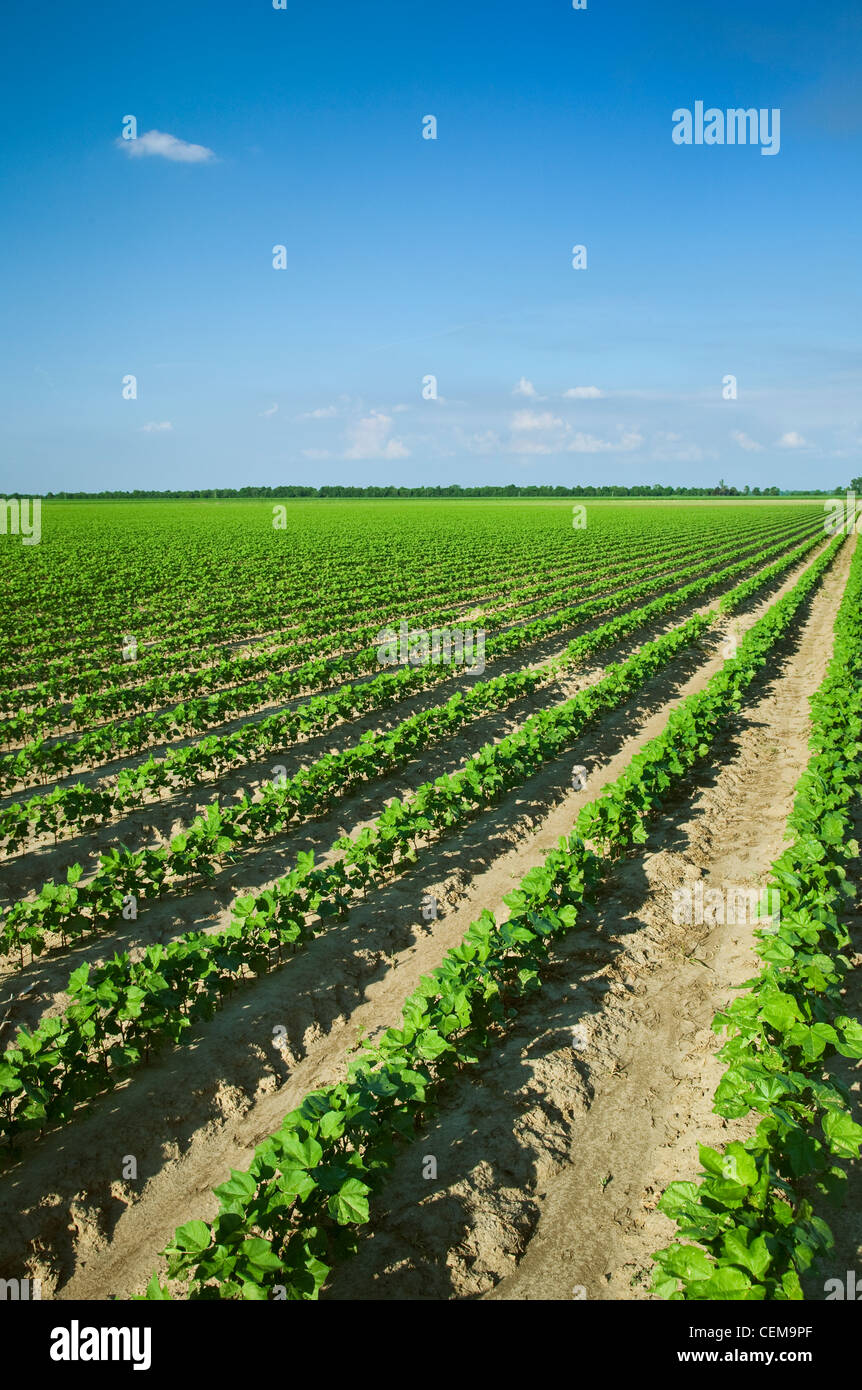 Field of early growth cotton plants at the 8-10 leaf stage, planted on bedded ground in a conventional tillage system / Arkansas Stock Photo