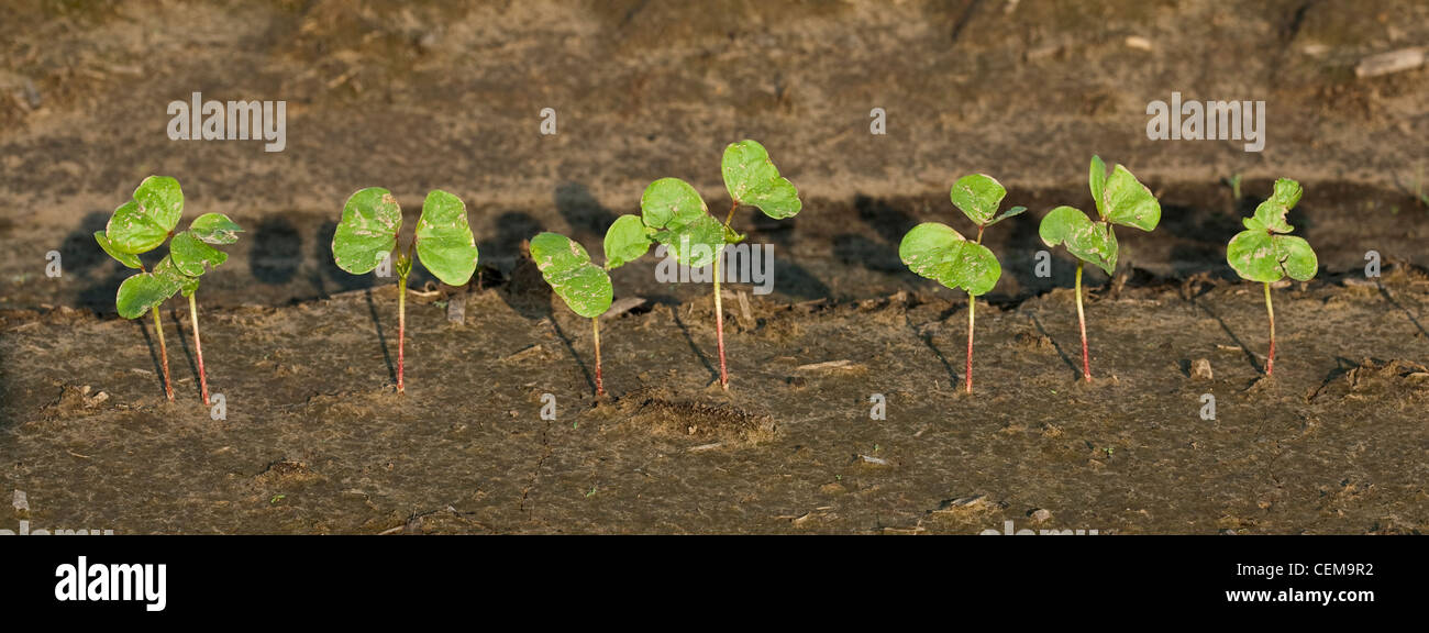Row of cotton seedlings at the cotyledon stage, planted in a conventional tillage field / near England, Arkansas, USA. Stock Photo