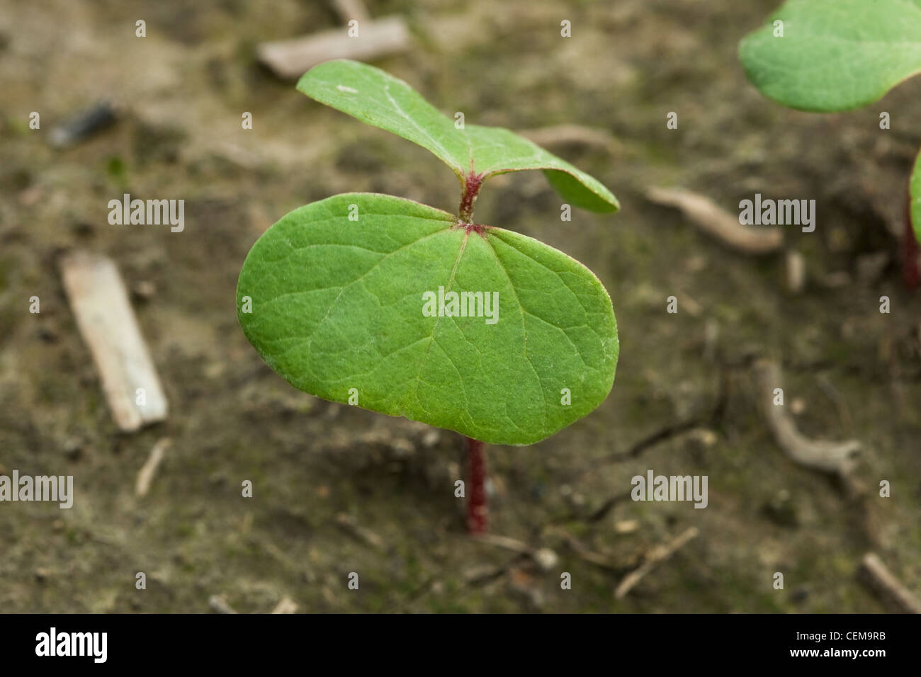 Closeup of a cotton seedling at the cotyledon stage, planted in a conservation tillage field / near England, Arkansas, USA. Stock Photo