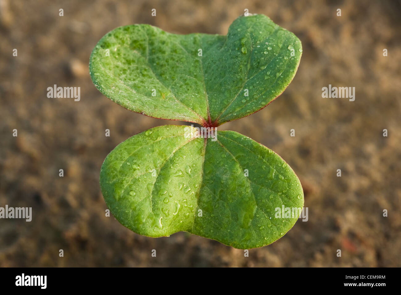 Closeup of a cotton seedling at the cotyledon stage, planted in a conventional tillage field / near England, Arkansas, USA. Stock Photo