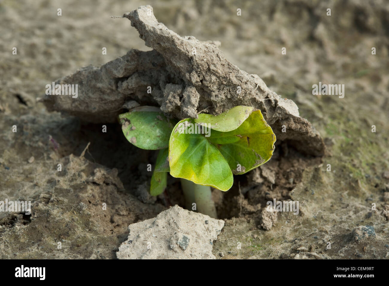 Closeup of cotton seedlings pushing their way through the soil crust during emergence, planted in a conventional tillage field. Stock Photo