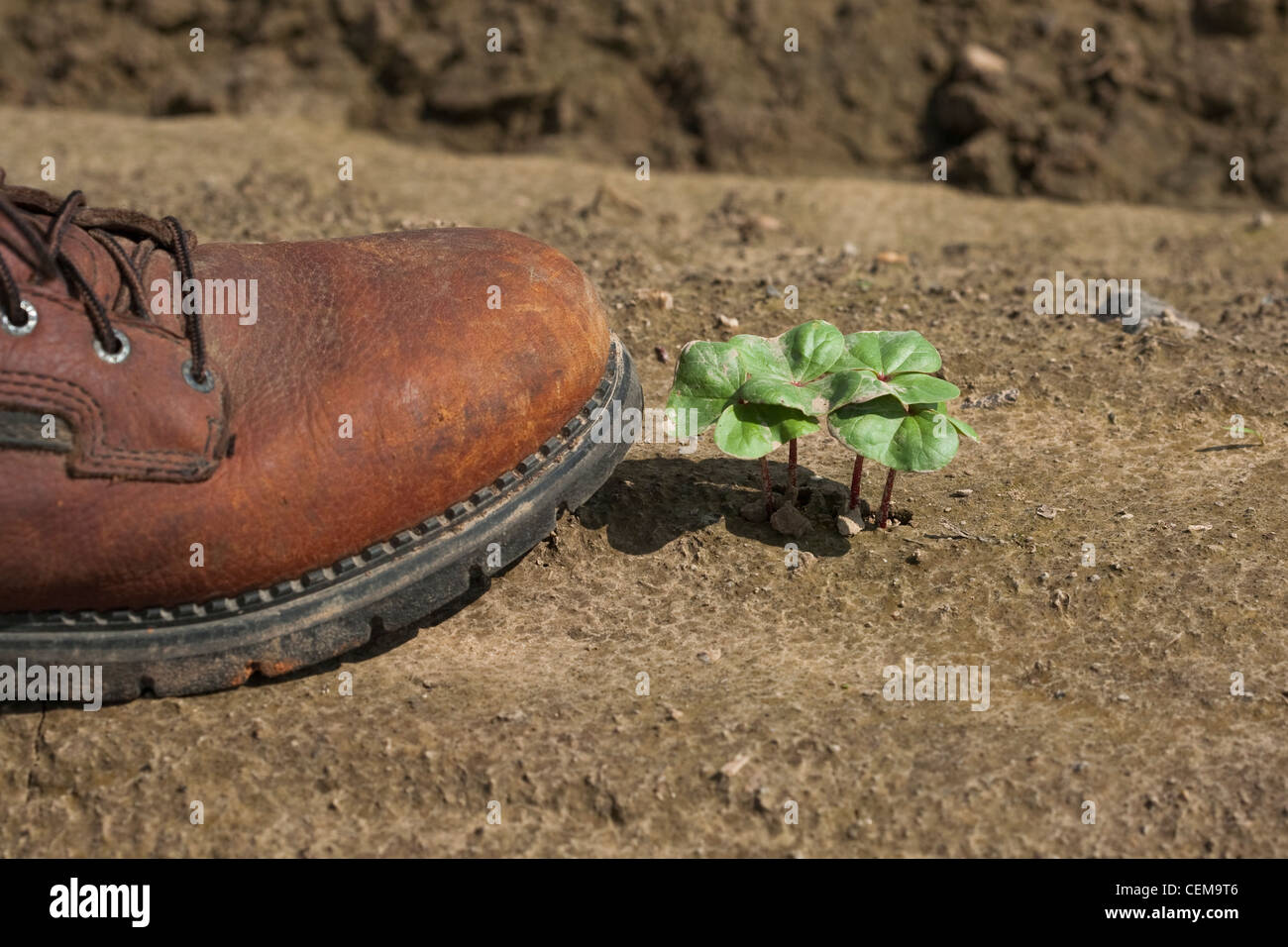 Agriculture - The toe of a farmers (growers) boot next to cotton seedlings in the field / near England, Arkansas, USA. Stock Photo