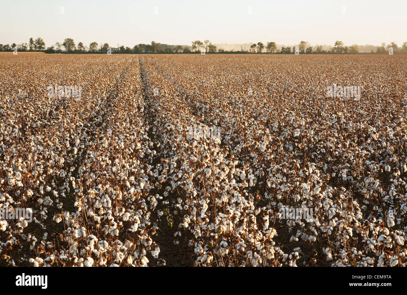 Large field of mature defoliated cotton plants at harvest stage in late afternoon Autumn light / near Little Rock, Arkansas, USA Stock Photo