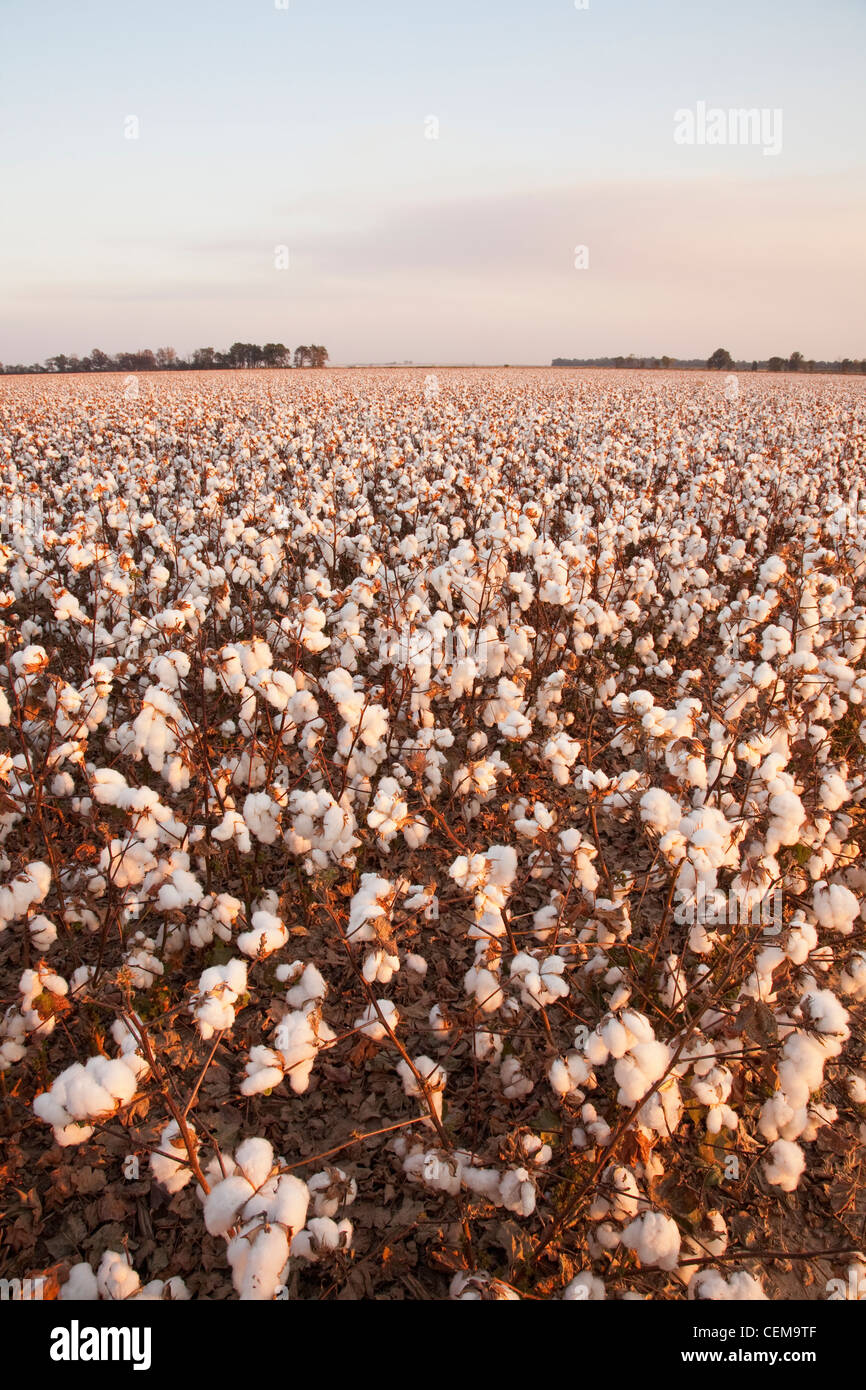 Large field of mature defoliated high-yield cotton plants at harvest stage in late afternoon Autumn light / Arkansas, USA. Stock Photo